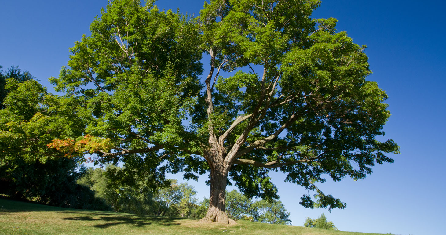 How to Care for Your Sugar Maple