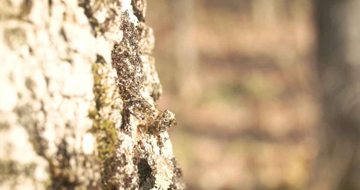 The Sweet Science of Why Maple Trees Produce Sap SAPJACK