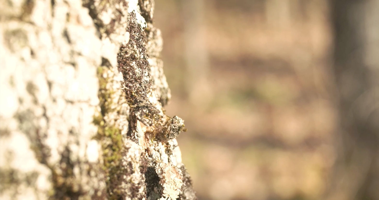 The Science Behind Maple Tree Sap